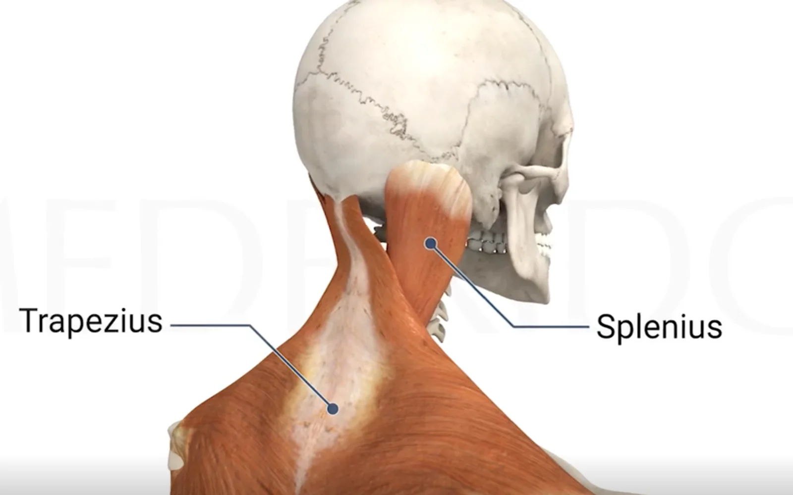 5 Natural Ways To Relieve Your Neck Pain